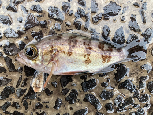 メバルの釣果