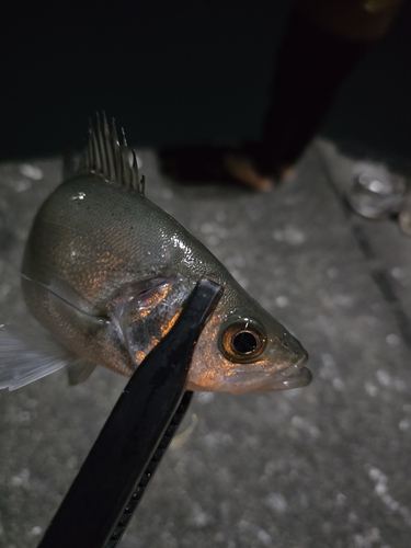 セイゴ（ヒラスズキ）の釣果