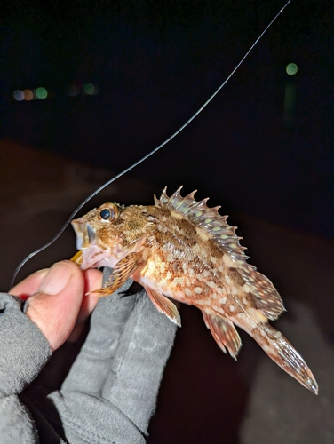 カサゴの釣果