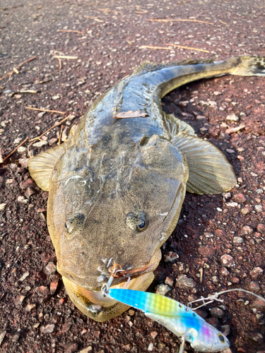 マゴチの釣果