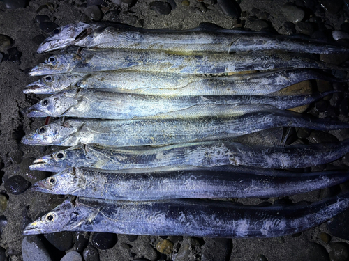 タチウオの釣果