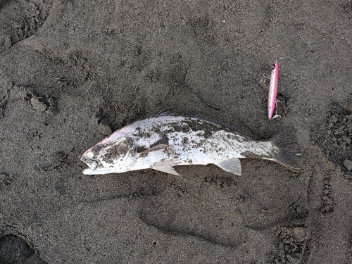 ニベの釣果