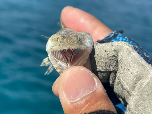 エソの釣果