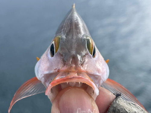 ヒメフエダイの釣果