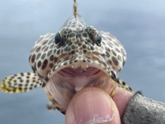 カンモンハタの釣果