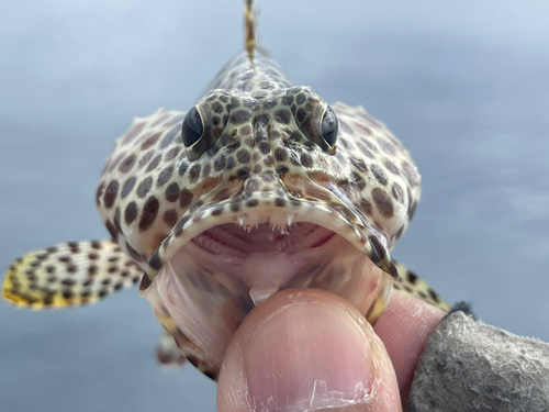 カンモンハタの釣果