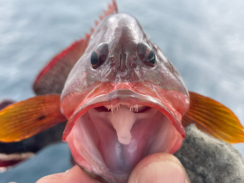 ニジハタの釣果