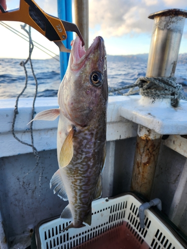 マダラの釣果