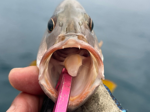 イッテンフエダイの釣果