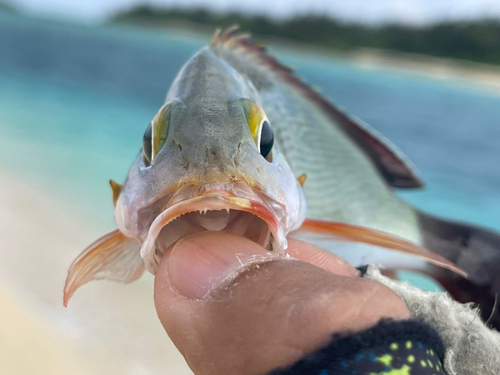 ヒメフエダイの釣果