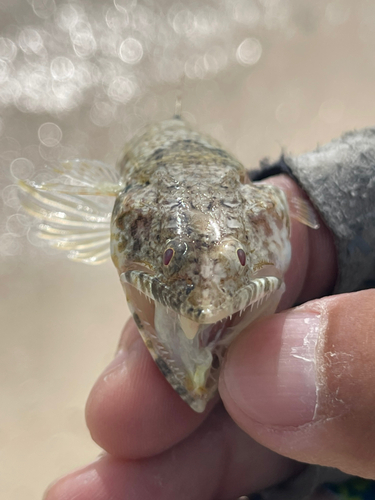 エソの釣果