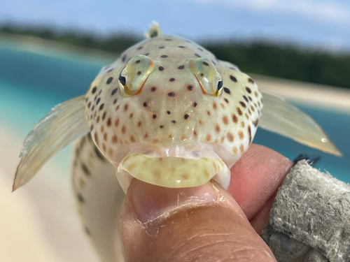 オグロトラギスの釣果