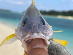 ヨスジフエダイの釣果