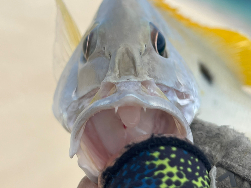 イッテンフエダイの釣果