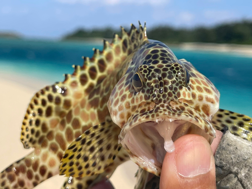 カンモンハタの釣果