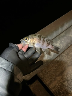 シロメバルの釣果