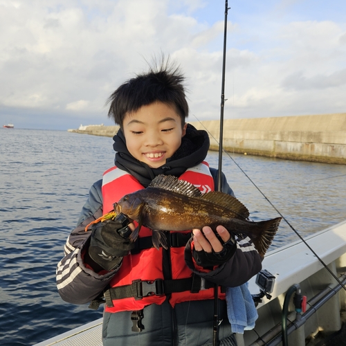 アイナメの釣果