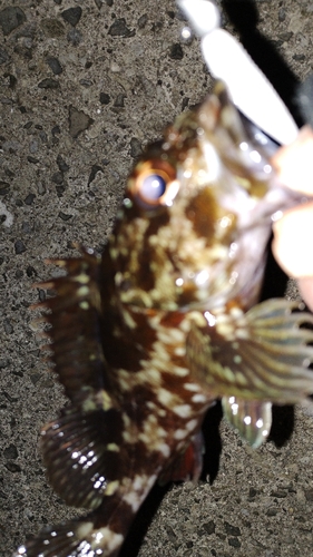 カサゴの釣果