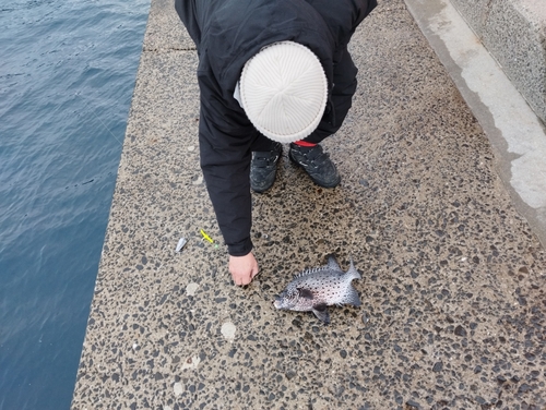 イシガキイシダイの釣果