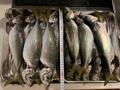 アジの釣果