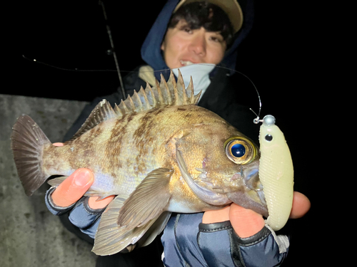 アイナメの釣果