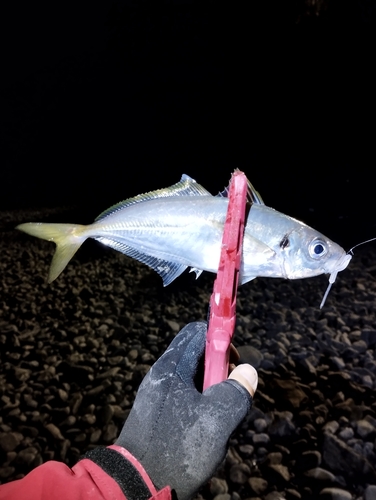 マアジの釣果