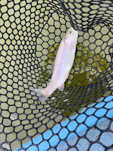 トラウトの釣果