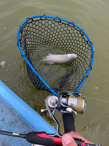 トラウトの釣果