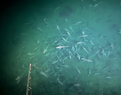 スケトウダラの釣果