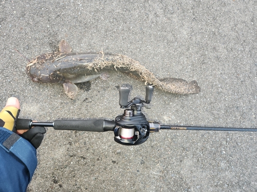 ニホンナマズの釣果