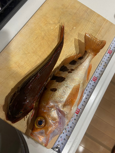 ウスメバルの釣果