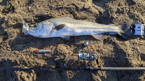 スズキの釣果