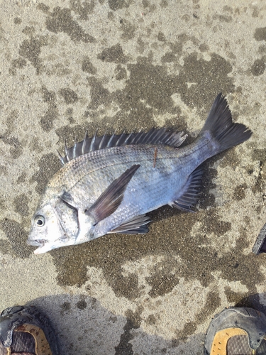 チヌの釣果