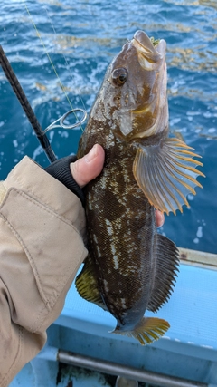 アイナメの釣果