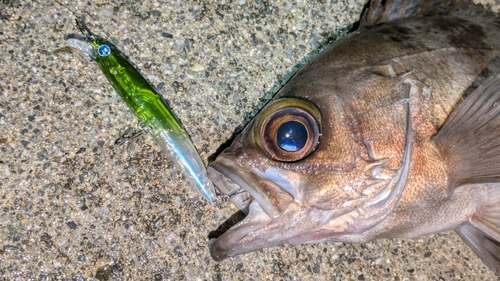 シロメバルの釣果