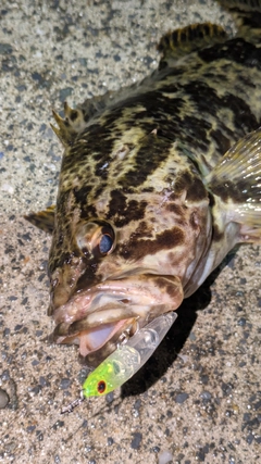 タケノコメバルの釣果