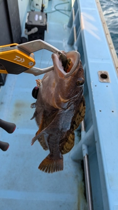 アイナメの釣果