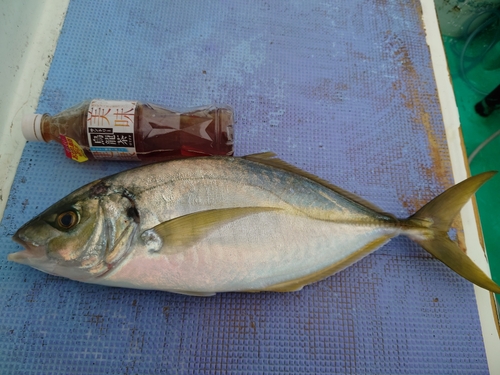 シマアジの釣果