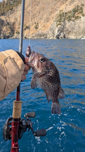 マゾイの釣果