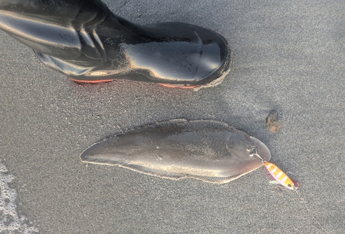 シタビラメの釣果