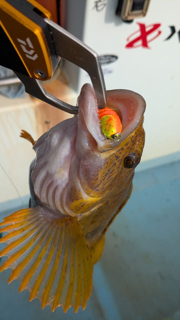 ぱらぱらフィッシュさんの釣果 3枚目の画像