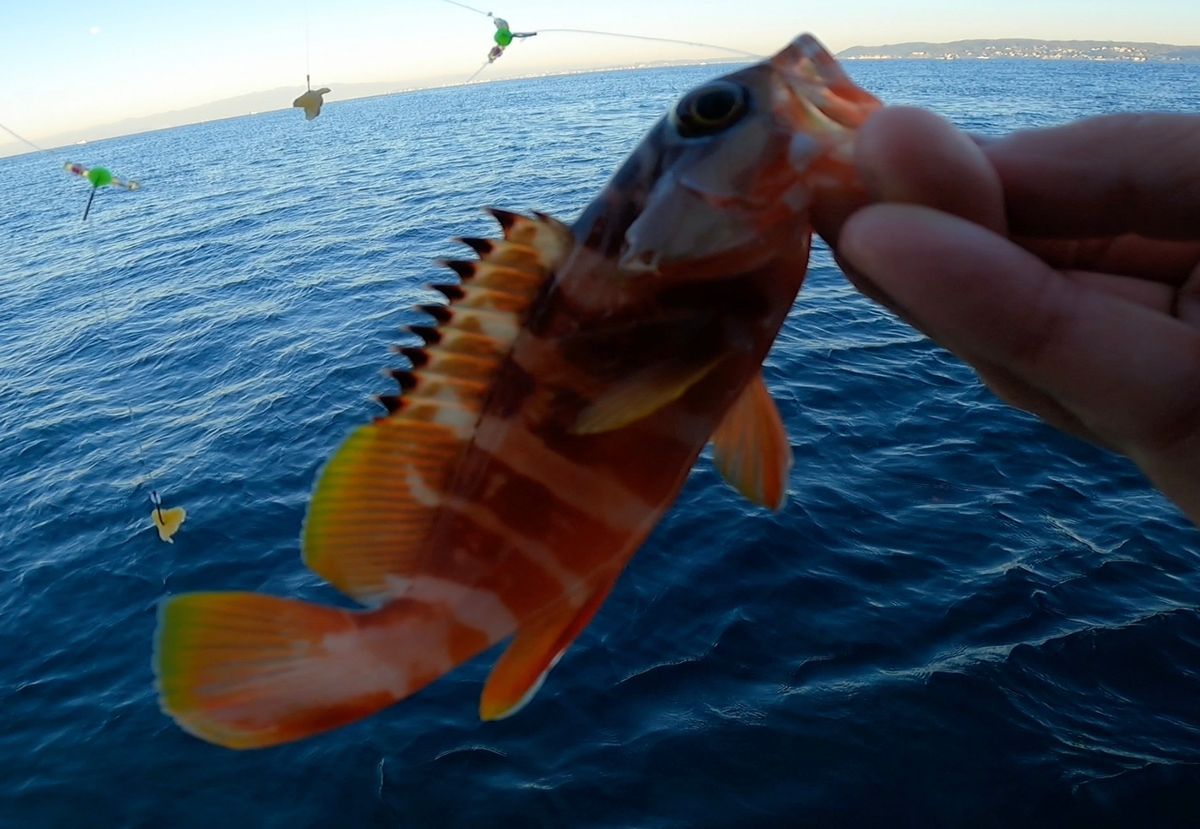 電脳ぱんださんの釣果 2枚目の画像