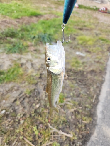 ハスの釣果