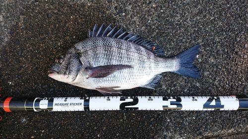 クロダイの釣果