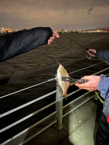 ウミタナゴの釣果