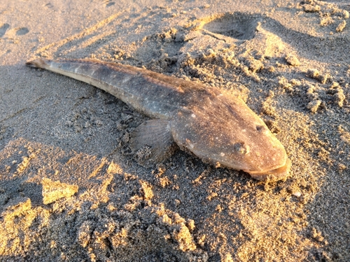 マゴチの釣果