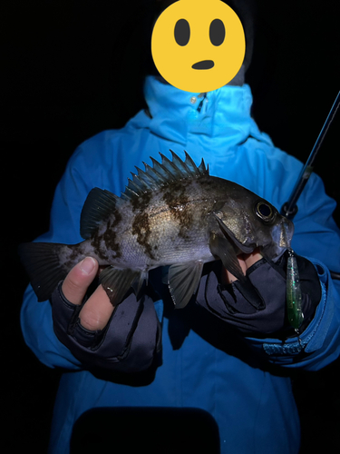 シロメバルの釣果