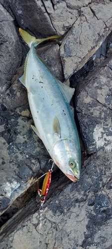 ヤズの釣果