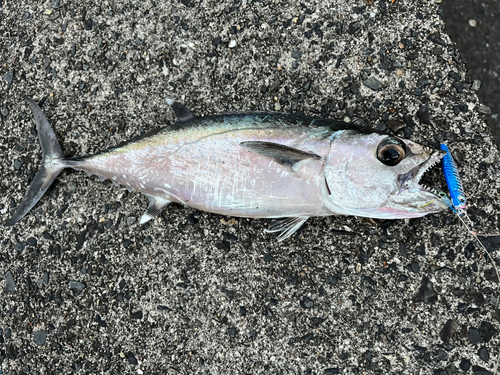 イソマグロの釣果