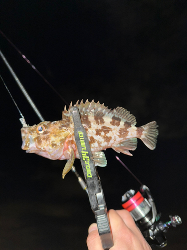 カサゴの釣果